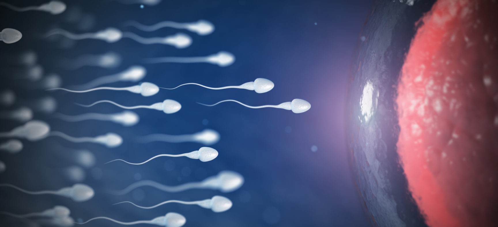 Sperm & Fertility: What You Need to Know